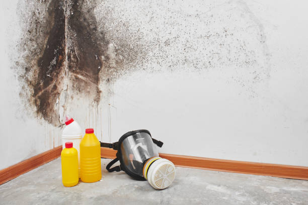 Best Commercial Mold Remediation in Anthony, KS