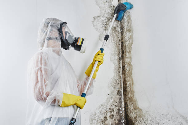 Best Mold Remediation for Schools in Anthony, KS