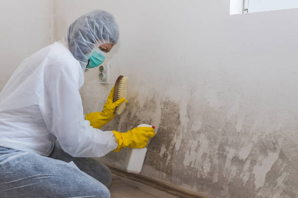 Best Basement Mold Remediation in Anthony, KS
