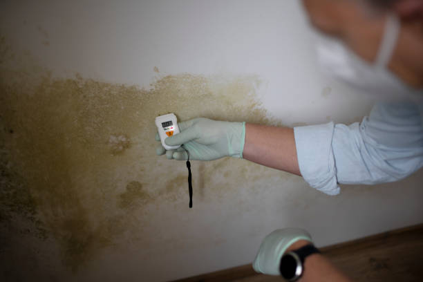 Best Mold Remediation for Schools in Anthony, KS