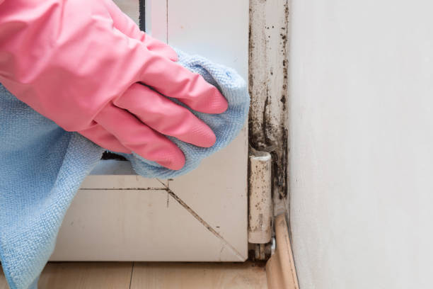 Best Insurance-Related Mold Remediation in Anthony, KS
