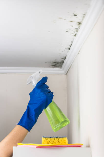 Best Attic Mold Remediation in Anthony, KS